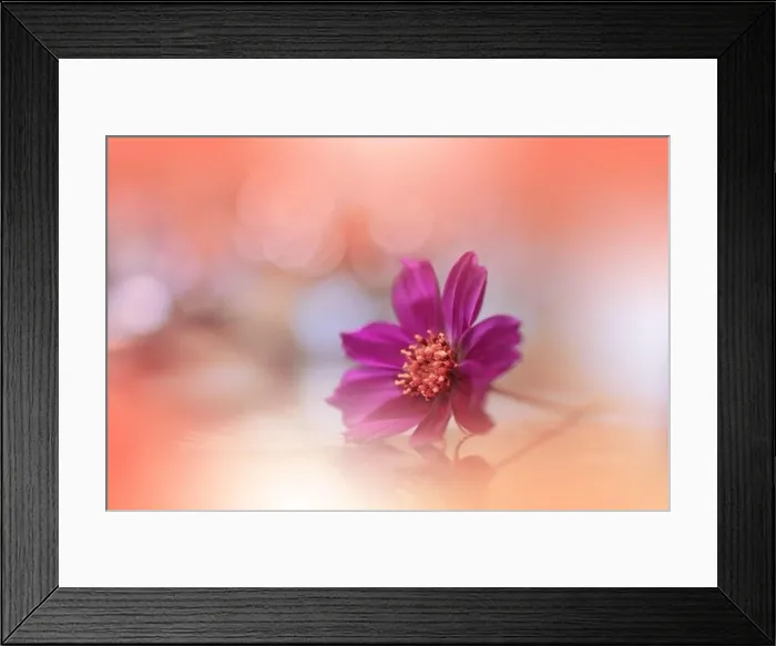 Framed Print : Orange Background.Fantasy Art.Creative Wallpaper.Beautiful Nature Background.Amazing Spring Cosmos Flower.Copy Space.Wedding Invitation.Abstract Macro