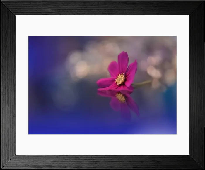 Framed Print : Blue Background.Fantasy Art.Creative Wallpaper.Beautiful Nature Background.Amazing Spring Cosmos Flower.Copy Space.Wedding Invitation.Abstract Macro Framed Print : Blue Background.Fantasy Art.Creative Wallpaper.Beautiful Nature Background.Amazing Spring Cosmos Flower.Copy Space.Wedding Invitation.Abstract Macro
