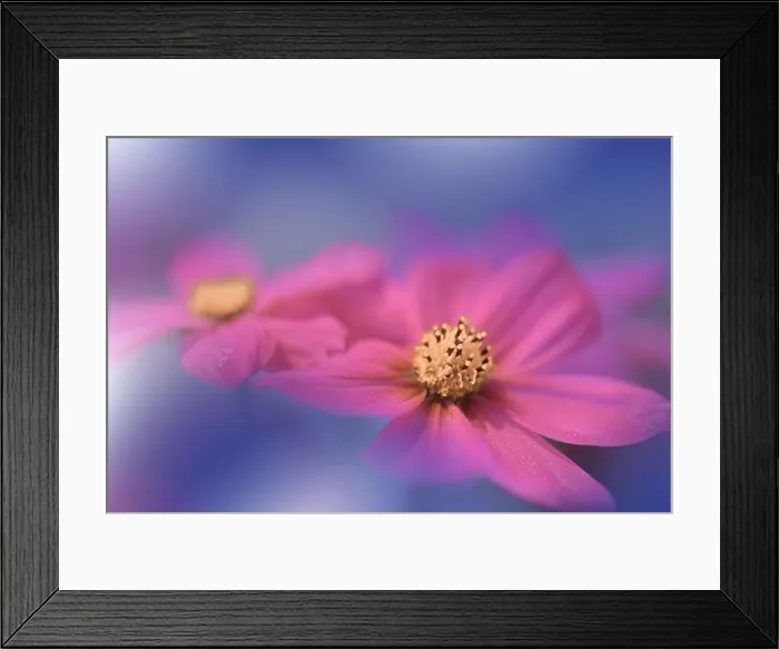 Framed Print : Blue Background.Fantasy Art.Creative Wallpaper.Beautiful Nature Background.Amazing Spring Cosmos Flower.Copy Space.Wedding Invitation.Abstract Macro Framed Print : Blue Background.Fantasy Art.Creative Wallpaper.Beautiful Nature Background.Amazing Spring Cosmos Flower.Copy Space.Wedding Invitation.Abstract Macro