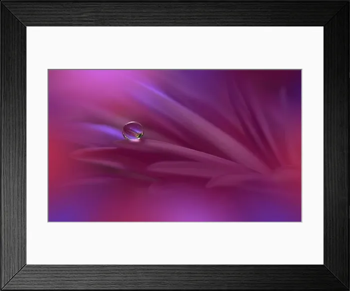 Framed Print : Beautiful Nature Background.Floral Art Design.Abstract Macro Photography.Pink Daisy Flower.Pastel Flowers.Violet Background.Creative Artistic Drop Framed Print : Beautiful Nature Background.Floral Art Design.Abstract Macro Photography.Pink Daisy Flower.Pastel Flowers.Violet Background.Creative Artistic Drop