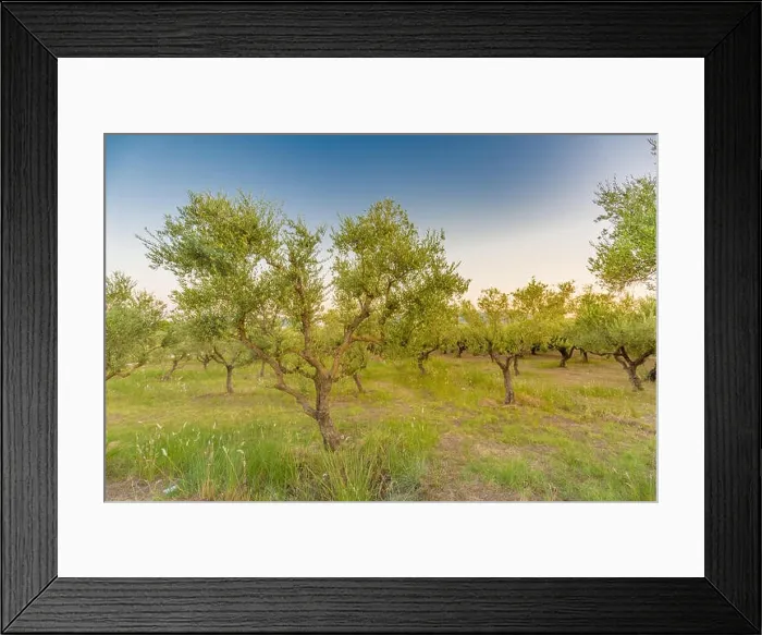 Framed Print : Olive oil trees full with olives in Greece in winter ready for harvest Framed Print : Olive oil trees full with olives in Greece in winter ready for harvest