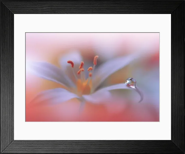 Framed Print : Yellow and Orange Background.Fantasy Art.Creative Wallpaper.Beautiful Nature Background.Amazing Spring Flower.Water Drop.Copy Space.Abstract Macro Framed Print : Yellow and Orange Background.Fantasy Art.Creative Wallpaper.Beautiful Nature Background.Amazing Spring Flower.Water Drop.Copy Space.Abstract Macro