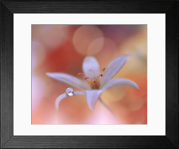 Framed Print : Yellow and Orange Background.Fantasy Art.Creative Wallpaper.Beautiful Nature Background.Amazing Spring Flower.Water Drop.Copy Space.Abstract Macro Framed Print : Yellow and Orange Background.Fantasy Art.Creative Wallpaper.Beautiful Nature Background.Amazing Spring Flower.Water Drop.Copy Space.Abstract Macro
