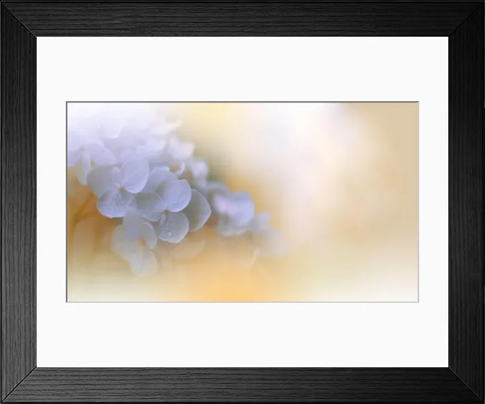 Framed Print : Beautiful macro photo.Magic flowers.Border art design.Extreme close up photography.Conceptual abstract image.Golden Background.Wedding Invitation Framed Print : Beautiful macro photo.Magic flowers.Border art design.Extreme close up photography.Conceptual abstract image.Golden Background.Wedding Invitation
