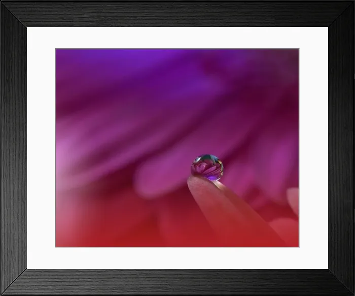 Framed Print : Beautiful Nature Background.Floral Art Design.Abstract Macro Photography.Pink Daisy Flower.Pastel Flowers.Violet Background.Creative Artistic Drop Framed Print : Beautiful Nature Background.Floral Art Design.Abstract Macro Photography.Pink Daisy Flower.Pastel Flowers.Violet Background.Creative Artistic Drop