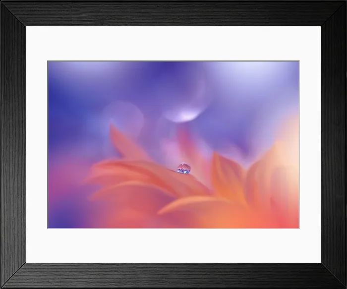 Framed Print : Beautiful Nature Background.Floral Art Design.Abstract Macro Photography.Orange Daisy Flower.Pastel Flowers.Blue Background.Creative Artistic Drop Framed Print : Beautiful Nature Background.Floral Art Design.Abstract Macro Photography.Orange Daisy Flower.Pastel Flowers.Blue Background.Creative Artistic Drop
