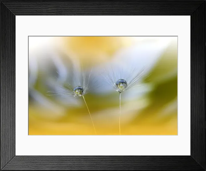 Framed Print : Beautiful Nature Background.Floral Art Design.Abstract Macro Photography.Pastel Flower.Dandelion Flowers.Yellow Background.Creative Artistic Wallpaper Framed Print : Beautiful Nature Background.Floral Art Design.Abstract Macro Photography.Pastel Flower.Dandelion Flowers.Yellow Background.Creative Artistic Wallpaper