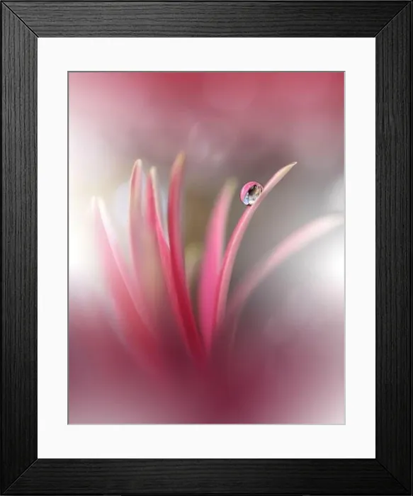 Framed Print : Beautiful Nature Background.Floral Art Design.Abstract Macro Photography.Pink Daisy Flower.Pastel Flowers.Violet Background.Creative Artistic Drop Framed Print : Beautiful Nature Background.Floral Art Design.Abstract Macro Photography.Pink Daisy Flower.Pastel Flowers.Violet Background.Creative Artistic Drop