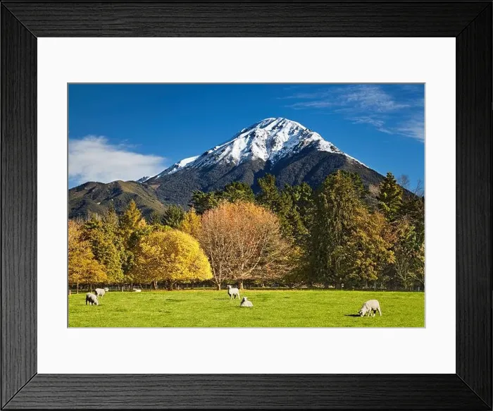 Framed Print : Landscape with snowy mountain and grazing sheep, New Zealand Framed Print : Landscape with snowy mountain and grazing sheep, New Zealand