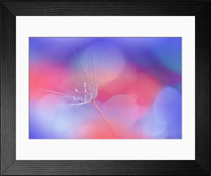 Framed Print : Beautiful Nature Background.Floral Art Design.Abstract Macro Photography.Pastel Flower.Dandelion Flowers.Blue Background.Creative Artistic Wallpaper Framed Print : Beautiful Nature Background.Floral Art Design.Abstract Macro Photography.Pastel Flower.Dandelion Flowers.Blue Background.Creative Artistic Wallpaper