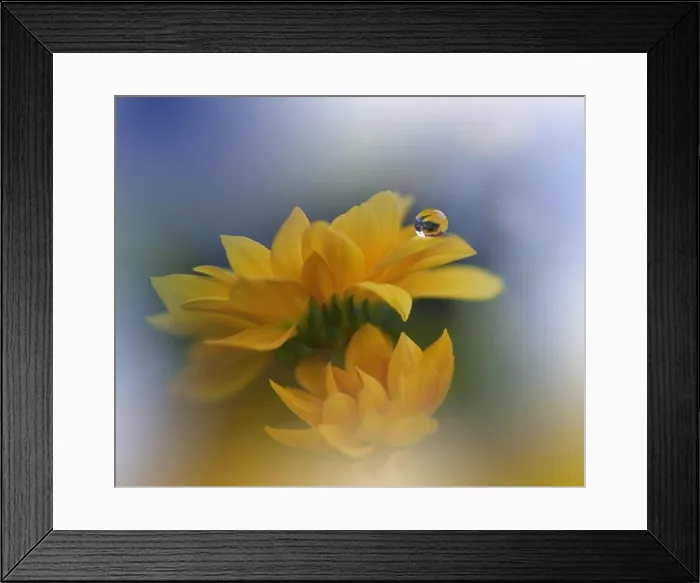 Framed Print : Beautiful Nature Background.Floral Art Design.Abstract Macro Photography.Yellow Daisy Flower.Pastel Flowers.Blue Background.Creative Artistic Drop Framed Print : Beautiful Nature Background.Floral Art Design.Abstract Macro Photography.Yellow Daisy Flower.Pastel Flowers.Blue Background.Creative Artistic Drop
