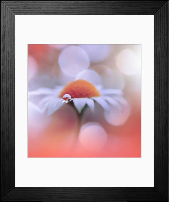 Framed Print : Beautiful Nature Background.Floral Art Design.Abstract Macro Photography.White Daisy Flower.Pastel Flowers.Orange Background.Creative Artistic Drop Framed Print : Beautiful Nature Background.Floral Art Design.Abstract Macro Photography.White Daisy Flower.Pastel Flowers.Orange Background.Creative Artistic Drop