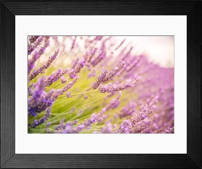 Framed Print : Lavender field in the summer. Lavender flowers at sunset in Provence, France. Closeup nature view, blooming floral landscape, summer blooming scenery Framed Print : Lavender field in the summer. Lavender flowers at sunset in Provence, France. Closeup nature view, blooming floral landscape, summer blooming scenery