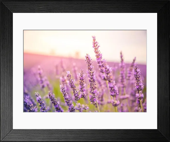 Framed Print : Lavender field in the summer. Lavender flowers at sunset in Provence, France. Closeup nature view, blooming floral landscape, summer blooming scenery Framed Print : Lavender field in the summer. Lavender flowers at sunset in Provence, France. Closeup nature view, blooming floral landscape, summer blooming scenery