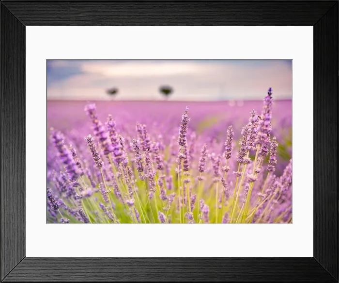 Framed Print : Lavender field in the summer. Lavender flowers at sunset in Provence, France. Closeup nature view, blooming floral landscape, summer blooming scenery Framed Print : Lavender field in the summer. Lavender flowers at sunset in Provence, France. Closeup nature view, blooming floral landscape, summer blooming scenery