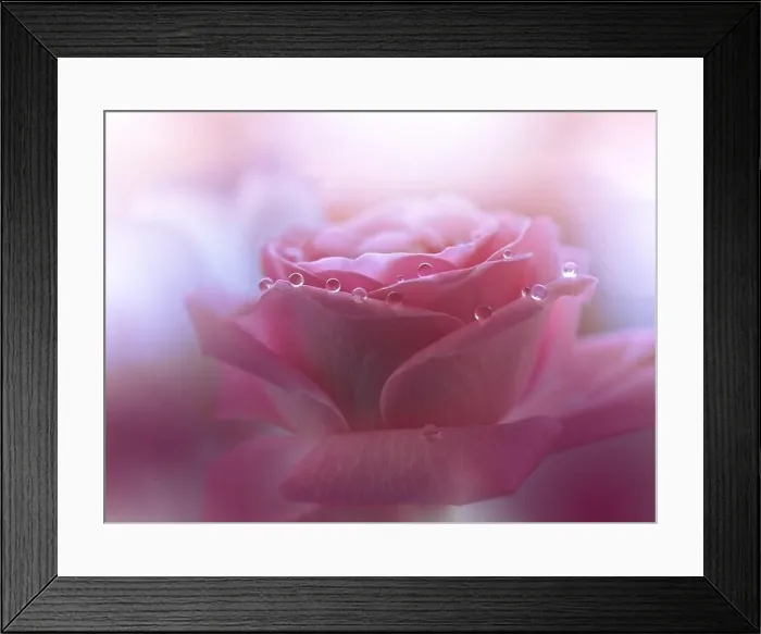 Framed Print : Beautiful Nature Background.Floral Art Design.Abstract Macro Photography.Pink Rose Flower.Pastel Flowers.White Background.Creative Artistic Drop Framed Print : Beautiful Nature Background.Floral Art Design.Abstract Macro Photography.Pink Rose Flower.Pastel Flowers.White Background.Creative Artistic Drop