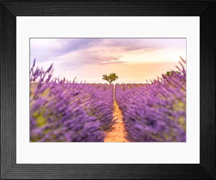 Framed Print : Lavender fields at sunset near Valensole, Provence, France. Beautiful summer landscape. Sunset with single tree, blooming flowers, amazing nature Framed Print : Lavender fields at sunset near Valensole, Provence, France. Beautiful summer landscape. Sunset with single tree, blooming flowers, amazing nature