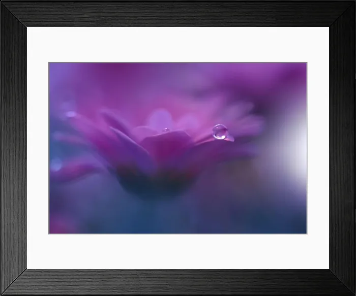 Framed Print : Beautiful Nature Background.Floral Art Design.Abstract Macro Photography.Pink Daisy Flower.Pastel Flowers.Violet Background.Creative Artistic Drop Framed Print : Beautiful Nature Background.Floral Art Design.Abstract Macro Photography.Pink Daisy Flower.Pastel Flowers.Violet Background.Creative Artistic Drop