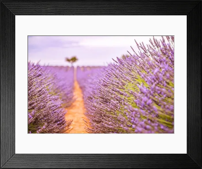 Framed Print : Lavender fields at sunset near Valensole, Provence, France. Beautiful summer landscape. Sunset with single tree, blooming flowers, amazing nature Framed Print : Lavender fields at sunset near Valensole, Provence, France. Beautiful summer landscape. Sunset with single tree, blooming flowers, amazing nature