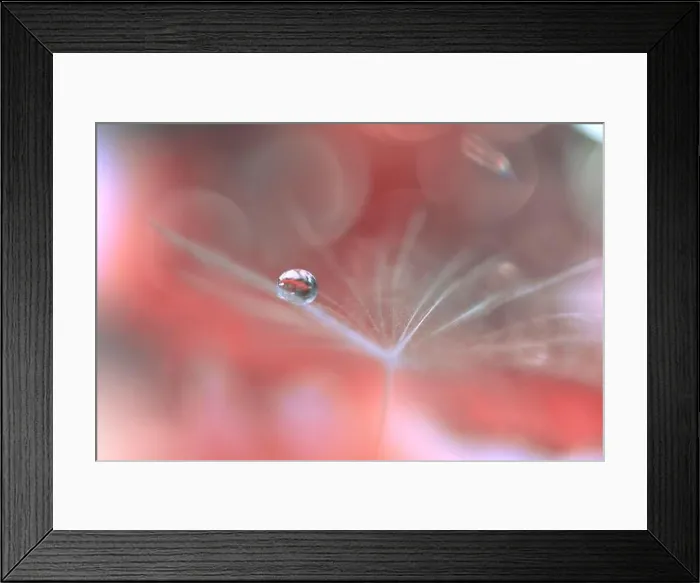 Framed Print : Beautiful Nature Background.Floral Art Design.Abstract Macro Photography.White Daisy Flower.Pastel Flowers.Orange Background.Creative Artistic Drop Framed Print : Beautiful Nature Background.Floral Art Design.Abstract Macro Photography.White Daisy Flower.Pastel Flowers.Orange Background.Creative Artistic Drop