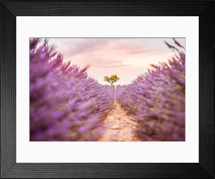 Framed Print : Lavender fields at sunset near Valensole, Provence, France. Beautiful summer landscape. Sunset with single tree, blooming flowers, amazing nature Framed Print : Lavender fields at sunset near Valensole, Provence, France. Beautiful summer landscape. Sunset with single tree, blooming flowers, amazing nature