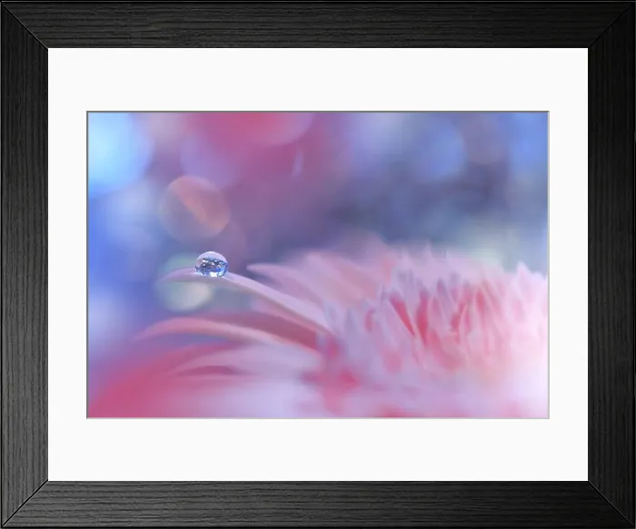 Framed Print : Beautiful Nature Background.Floral Art Design.Abstract Macro Photography.Pink Daisy Flower.Pastel Flowers.Blue Background.Creative Artistic Drop Framed Print : Beautiful Nature Background.Floral Art Design.Abstract Macro Photography.Pink Daisy Flower.Pastel Flowers.Blue Background.Creative Artistic Drop