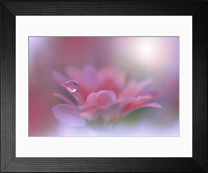 Framed Print : Beautiful Nature Background.Floral Art Design.Abstract Macro Photography.Pink Daisy Flower.Pastel Flowers.White Background.Creative Artistic Drop Framed Print : Beautiful Nature Background.Floral Art Design.Abstract Macro Photography.Pink Daisy Flower.Pastel Flowers.White Background.Creative Artistic Drop