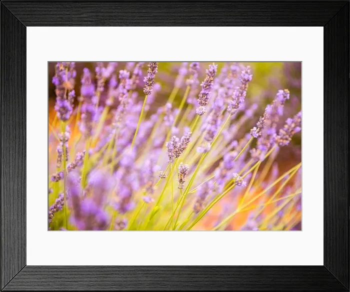 Framed Print : Lavender field in the summer. Lavender flowers at sunset in Provence, France. Closeup nature view, blooming floral landscape, summer blooming scenery Framed Print : Lavender field in the summer. Lavender flowers at sunset in Provence, France. Closeup nature view, blooming floral landscape, summer blooming scenery