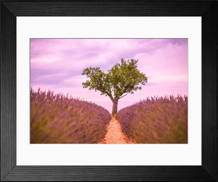Framed Print : Lavender fields at sunset near Valensole, Provence, France. Beautiful summer landscape. Sunset with single tree, blooming flowers, amazing nature Framed Print : Lavender fields at sunset near Valensole, Provence, France. Beautiful summer landscape. Sunset with single tree, blooming flowers, amazing nature