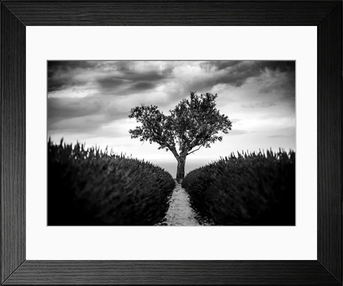 Framed Print : Stunning lavender field landscape Summer sunset in monochrome. Black and white view of lonely tree, dramatic nature background Framed Print : Stunning lavender field landscape Summer sunset in monochrome. Black and white view of lonely tree, dramatic nature background