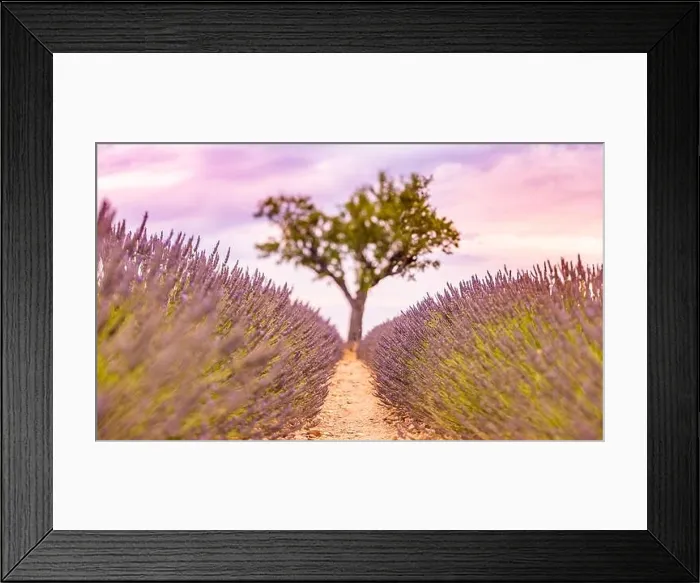 Framed Print : Lavender fields at sunset near Valensole, Provence, France. Beautiful summer landscape. Sunset with single tree, blooming flowers, amazing nature Framed Print : Lavender fields at sunset near Valensole, Provence, France. Beautiful summer landscape. Sunset with single tree, blooming flowers, amazing nature