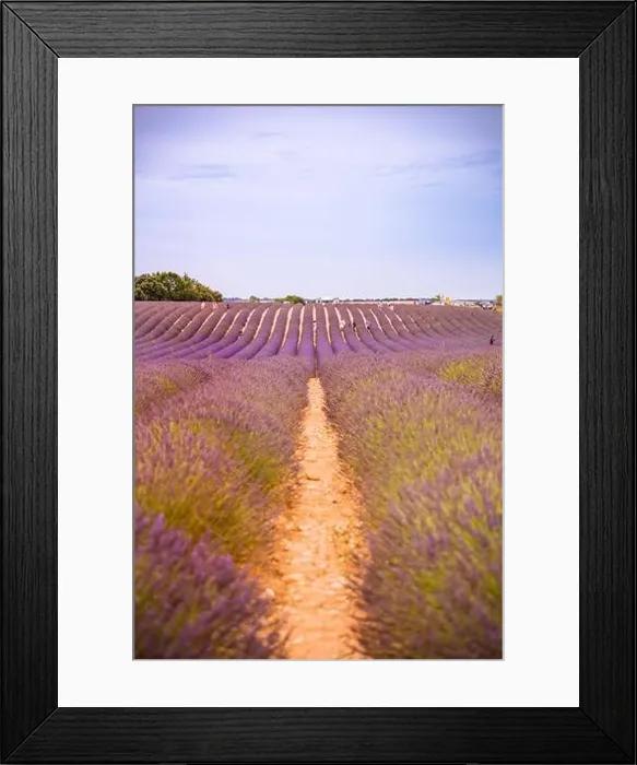 Framed Print : Lavender field in the summer. Lavender flowers at sunset in Provence, France. Closeup nature view, blooming floral landscape, summer blooming scenery