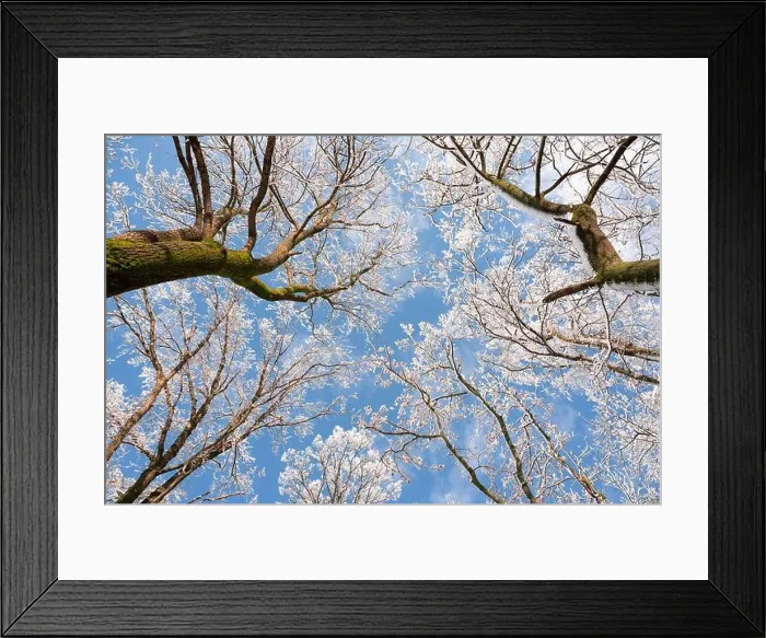 Framed Print : Bottom view on a f winter snowy trees in the blue sky. Frosty branches with hoarfrost twigs in a sunny day. Landscape photography Framed Print : Bottom view on a f winter snowy trees in the blue sky. Frosty branches with hoarfrost twigs in a sunny day. Landscape photography