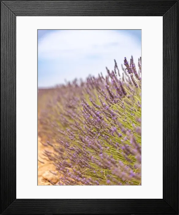 Framed Print : Lavender field in the summer. Lavender flowers at sunset in Provence, France. Closeup nature view, blooming floral landscape, summer blooming scenery Framed Print : Lavender field in the summer. Lavender flowers at sunset in Provence, France. Closeup nature view, blooming floral landscape, summer blooming scenery