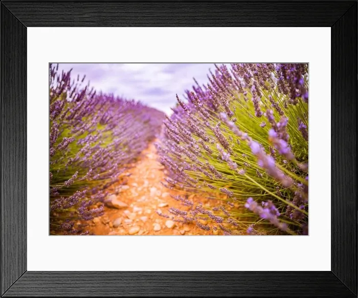 Framed Print : Lavender field in the summer. Lavender flowers at sunset in Provence, France. Closeup nature view, blooming floral landscape, summer blooming scenery Framed Print : Lavender field in the summer. Lavender flowers at sunset in Provence, France. Closeup nature view, blooming floral landscape, summer blooming scenery