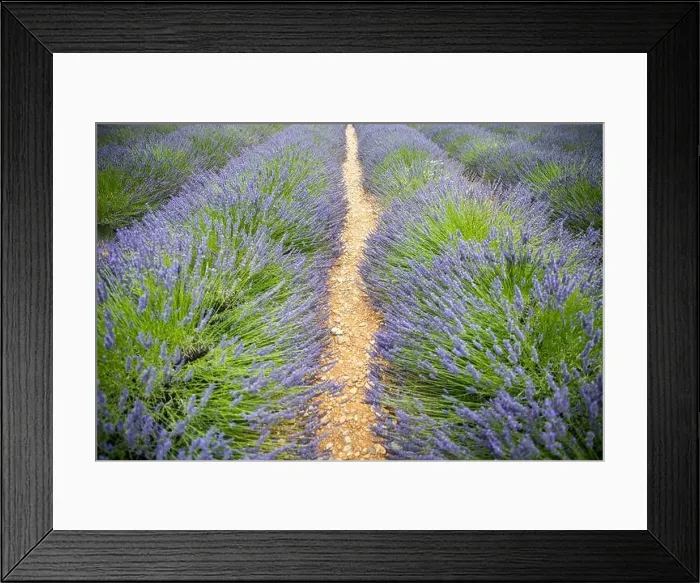 Framed Print : Lavender field in the summer. Lavender flowers at sunset in Provence, France. Closeup nature view, blooming floral landscape, summer blooming scenery Framed Print : Lavender field in the summer. Lavender flowers at sunset in Provence, France. Closeup nature view, blooming floral landscape, summer blooming scenery