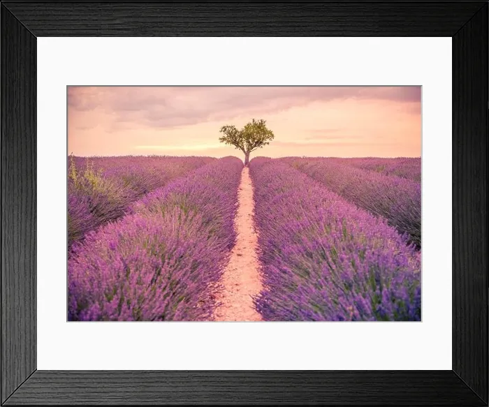 Framed Print : Lavender fields at sunset near Valensole, Provence, France. Beautiful summer landscape. Sunset with single tree, blooming flowers, amazing nature Framed Print : Lavender fields at sunset near Valensole, Provence, France. Beautiful summer landscape. Sunset with single tree, blooming flowers, amazing nature