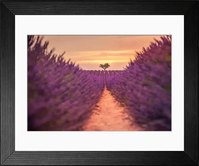Framed Print : Lavender fields at sunset near Valensole, Provence, France. Beautiful summer landscape. Sunset with single tree, blooming flowers, amazing nature Framed Print : Lavender fields at sunset near Valensole, Provence, France. Beautiful summer landscape. Sunset with single tree, blooming flowers, amazing nature