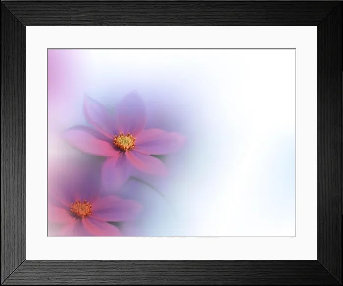 Framed Print : Beautiful macro photo.Magic flowers.Border art design.Extreme close up photography.Conceptual abstract image.White Background.Wedding Invitation Framed Print : Beautiful macro photo.Magic flowers.Border art design.Extreme close up photography.Conceptual abstract image.White Background.Wedding Invitation