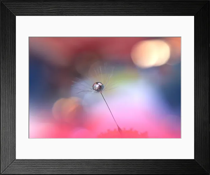 Framed Print : Beautiful Nature Background.Floral Art Design.Abstract Macro Photography.Pastel Flower.Dandelion Flowers.Pink Background.Creative Artistic Wallpaper Framed Print : Beautiful Nature Background.Floral Art Design.Abstract Macro Photography.Pastel Flower.Dandelion Flowers.Pink Background.Creative Artistic Wallpaper