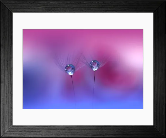 Framed Print : Beautiful Nature Background.Floral Art Design.Abstract Macro Photography.Pastel Flower.Dandelion Flowers.Violet Background.Creative Artistic Wallpaper Framed Print : Beautiful Nature Background.Floral Art Design.Abstract Macro Photography.Pastel Flower.Dandelion Flowers.Violet Background.Creative Artistic Wallpaper