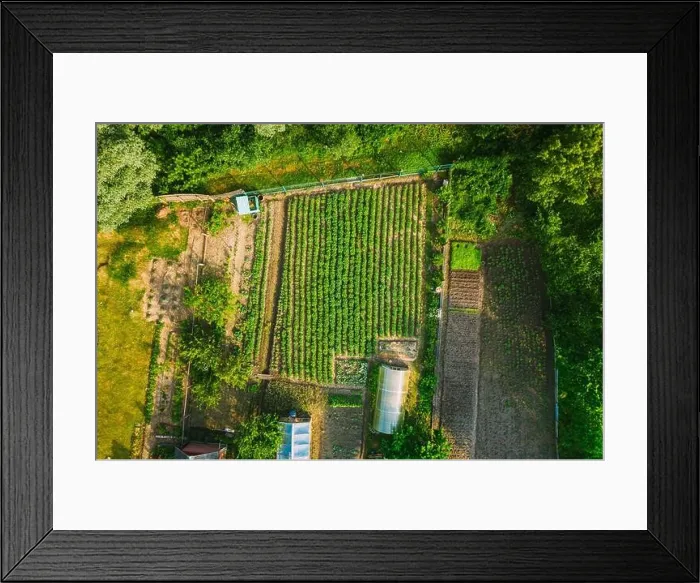 Framed Print : Aerial View Of Vegetable Garden In Small Town Or Village. Potato Plantation And Greenhouse At Summer Evening. Village Garden Beds Framed Print : Aerial View Of Vegetable Garden In Small Town Or Village. Potato Plantation And Greenhouse At Summer Evening. Village Garden Beds