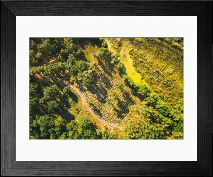 Framed Print : Aerial View Green Forest Deforestation Area Landscape. Top View Of New Growing Forest. European Nature From High Attitude In Summer Season. Drone View Framed Print : Aerial View Green Forest Deforestation Area Landscape. Top View Of New Growing Forest. European Nature From High Attitude In Summer Season. Drone View