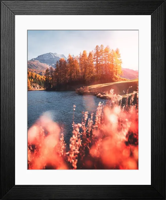 Framed Print : Picturesque view on autumn lake Silvaplana in Swiss Alps. Colorful forest with orange larch and snowy mountains on background. Switzerland Framed Print : Picturesque view on autumn lake Silvaplana in Swiss Alps. Colorful forest with orange larch and snowy mountains on background. Switzerland