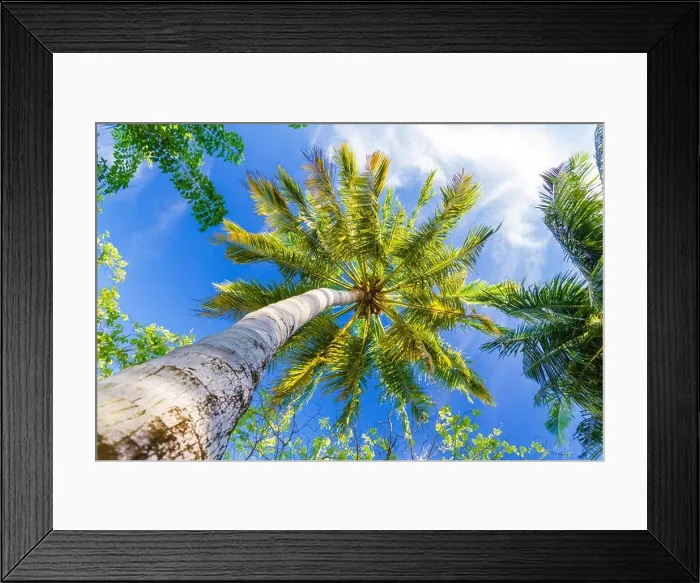 Framed Print : Coconut palm tree with sky background with boost color processing Framed Print : Coconut palm tree with sky background with boost color processing