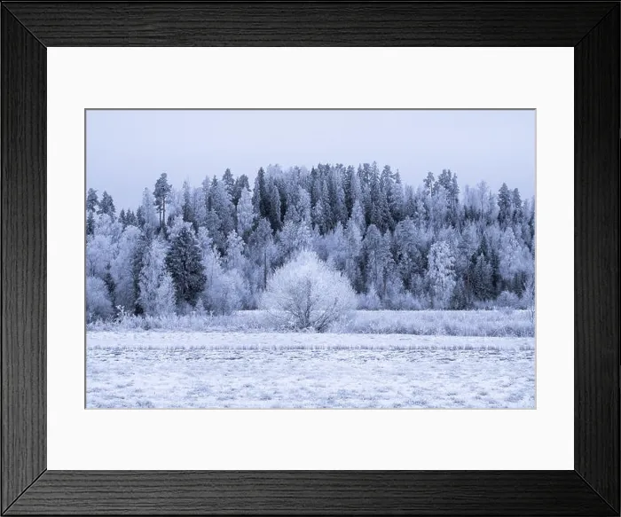 Framed Print : Winter landscape with frosty trees and snow at day time in Finland Framed Print : Winter landscape with frosty trees and snow at day time in Finland