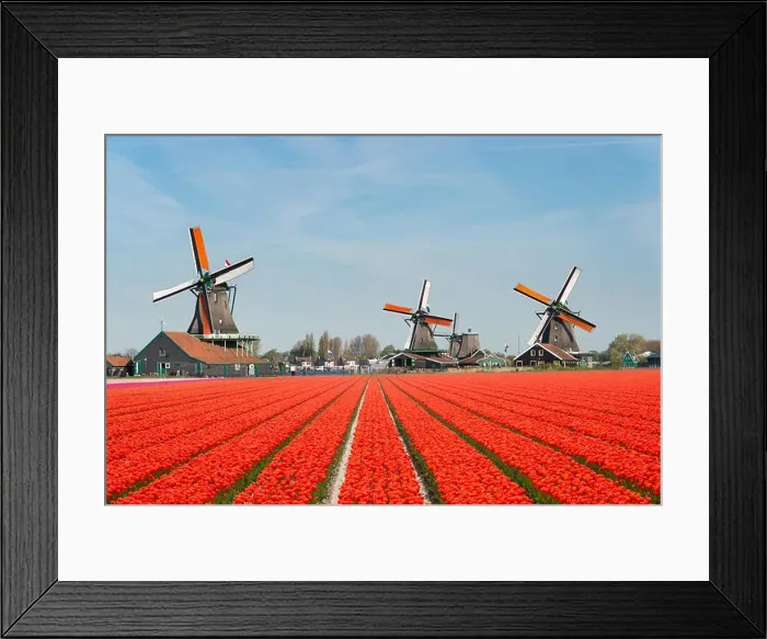 Framed Print : Landscape of Netherlands bouquet of tulips and windmills in the Netherlands Framed Print : Landscape of Netherlands bouquet of tulips and windmills in the Netherlands