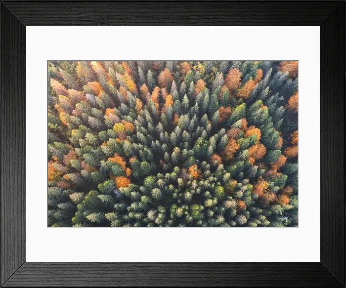 Framed Print : Aerial drone top down view. Yellow, orange and red autumn trees in colorful forest. Sunny day in autumn mountains Framed Print : Aerial drone top down view. Yellow, orange and red autumn trees in colorful forest. Sunny day in autumn mountains