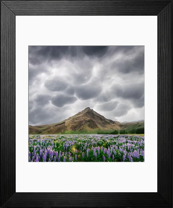 Framed Print : Typical Iceland landscape with mountains and lupine flowers field. Stormy sky with menacing mammatus clouds on background. Summer time Framed Print : Typical Iceland landscape with mountains and lupine flowers field. Stormy sky with menacing mammatus clouds on background. Summer time