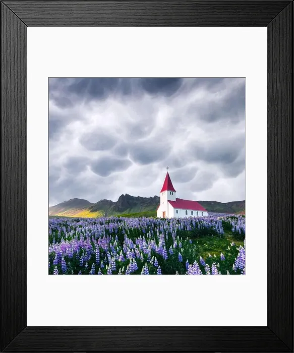 Framed Print : Lutheran Myrdal church surrounded by blooming lupine flowers, Vik, Iceland. Stormy sky with menacing mammatus clouds on background